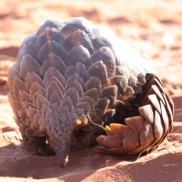 Vignette Actualité - Sensibilisation écologie VR - Pangolin